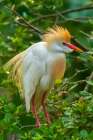 USA-Florida-Anastasia Island Cattle egret in breeding plumage Art Print